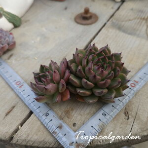 2090@3+1@||@GPxA@A@ϗtA