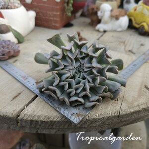 2070@3+1@{[V@GPxA@A@ϗtA