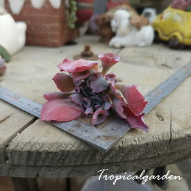 2068　3+1　トランペットピンキー　エケベリア　多肉植物　観葉植物