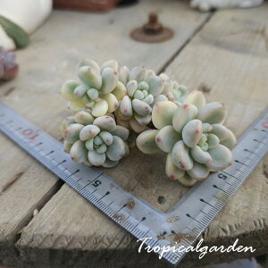 2071@3+1@Z_EEс@GPxA@A@ϗtA