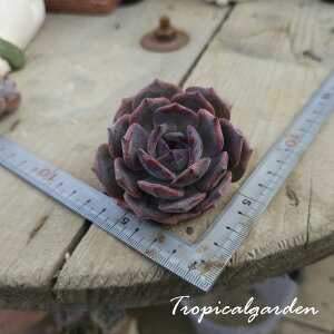 2082@3+1@rh@GPxA@A@ϗtA