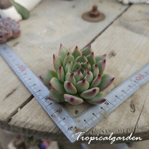 2054@3+1@CfBAJ@GPxA@A@ϗtA