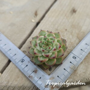 2053@3+1@Ijq@GPxA@A@ϗtA