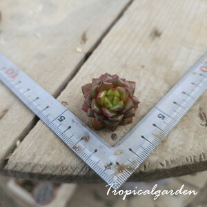 2059@3+1@vm@GPxA@A@ϗtA