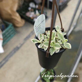 3+1　2091　連結吊り鉢　ネックレス　多肉植物　セネシオ　多肉植物　韓国産　観葉植物