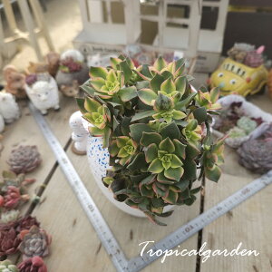 2116@3+1@decorum f. variegata@AGIjE@A@ϗtA