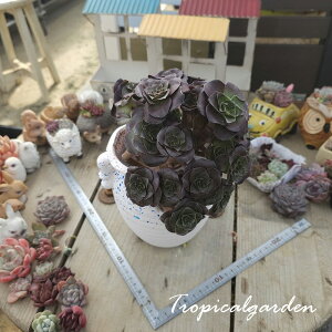 2119@3+1@Yan Ji Rose@AGIjE@A@ϗtA