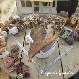 2129　3+1　Pink witch crest　アエオニウム　多肉植物　観葉植物