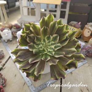 2118@3+1@Bolan@AGIjE@A@ϗtA