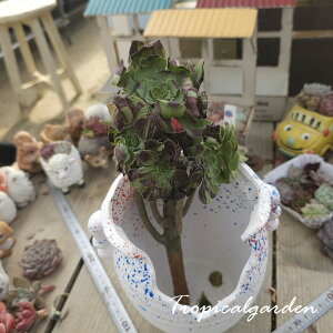 2120@3+1@big bang@AGIjE@A@ϗtA