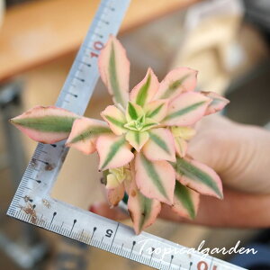 2150@3+1@Mapel Leaf@AGIjE@A@ϗtA