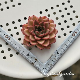 2156　3+1　ペニンシュラローズ　エケベリア　多肉植物　観葉植物