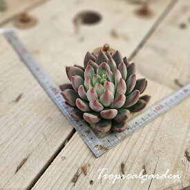 2208　3+1　コーンポピーhyb　エケベリア　多肉植物　観葉植物