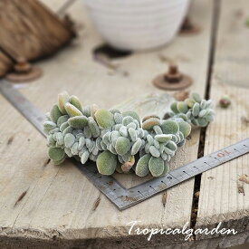 2280　3+1　Pulvinata Frosty Crested　エケベリア　多肉植物　観葉植物