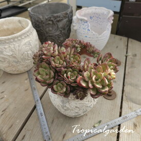 2298　3+1　nodulosa cristata　エケベリア　多肉植物　観葉植物