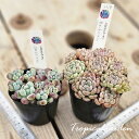 3+1　キュートバブル＆コミックトム　多肉植物　ポット苗植え付け済み　韓国産　観葉植物