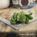 【3+1対象商品】3086　truncata cv. var.　ハオルチア　多肉植物　観葉植物