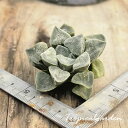 【3+1対象商品】3077　White Ghost　ハオルチア　多肉植物　観葉植物