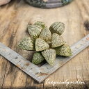 【3+1対象商品】3092　Emerald Gilt　ハオルチア　多肉植物　観葉植物