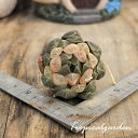 【3+1対象商品】3079　cooperi Amber　ハオルチア　多肉植物　観葉植物