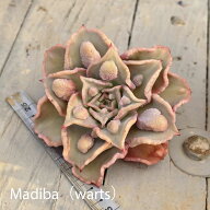 【3+1対象商品】3368 Madiba（warts） 多肉植物 エケベリア 多肉植物 観葉植物