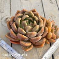 【3+1対象商品】3364 Lucky Person 多肉植物 エケベリア 多肉植物 観葉植物