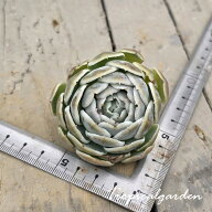 【3+1対象商品】3451 シムランスアセンション(Euro) 多肉植物 エケベリア 多肉植物 観葉植物