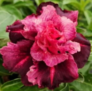 1795@3+1@Jiaolong@GPxA@A@ϗtA