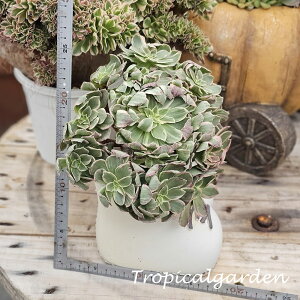 3+1@1913@kaleidoscope@AGIjE@A@؍Y@ϗtA