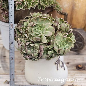 3+1@1918@lotus flower@AGIjE@A@؍Y@ϗtA