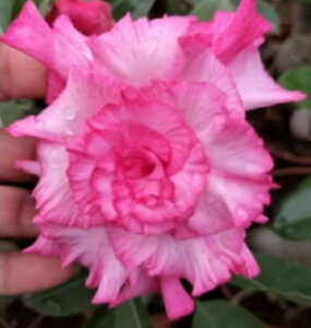 1793@3+1@Memoriy@GPxA@A@ϗtA