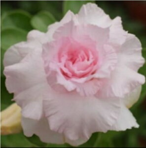 1792@3+1@Princess Diana@AfjE@A@ϗtA