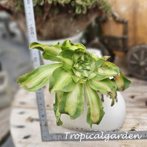 3+1@1928@tyrant@AGIjE@A@؍Y@ϗtA