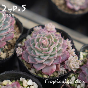 yڋʕiz3+1 2|bgc܂5ރZbg@GPxA@A@ϗtA