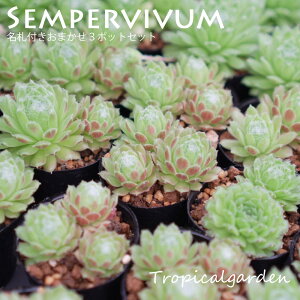 y1ő100%|CgobNz3+1@DtZyrE1܂3|bgZbg@A@|bgcAtς݁@؍Y@ϗtA