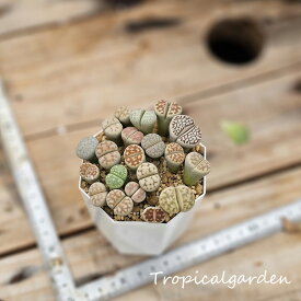 150 3+1　リトープス寄せ植え2.5号ポット　多肉植物　ポット苗植え付け済み　韓国産　観葉植物