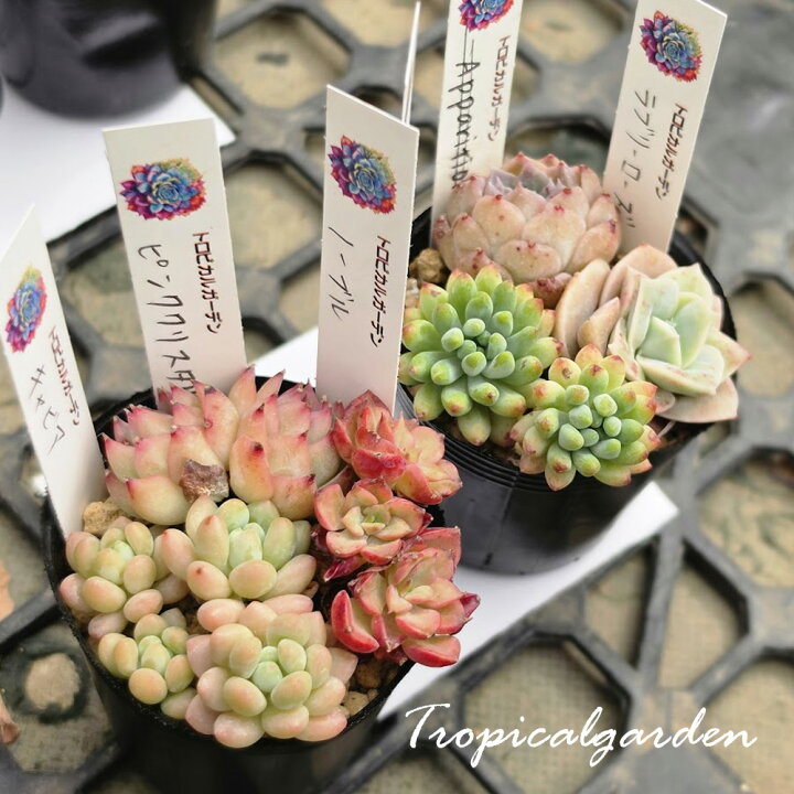 楽天市場】【3+1対象商品】名札付き 多肉植物セット 2号ポット 韓国苗 多肉植物【エコー】2苗 ライトテラス 韓国苗 抜き苗 エケベリア 札付き