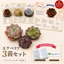 【最大100%Pバック】【16日まで1苗増量！鉢プレゼント！】多肉植物コレクションカード付き エケベリア3苗セット カー…