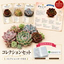 【サービス苗＆おまかせ鉢プレゼント】多肉植物コレクションカード付き エケベリア3苗セット カードケース付き