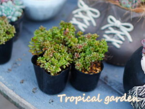 432@3{1@Z_@bhx[ZbJ@A@|bgcAtς݁@؍Y@ϗtA