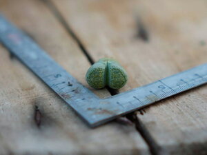 yڋʕiz423@3+1@c345a@Speckled Gold XybNbhS[h g[vX@A@ϗtA@CeA@O[