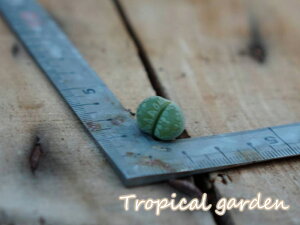 yڋʕiz425@3+1@C350@Lithops otzeniana ÊG@g[vX@A@ϗtA@CeA@O[