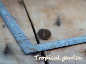 yڋʕiz424@3+1@C153@maraisii }CV[@g[vX@A@ϗtA@CeA@O[