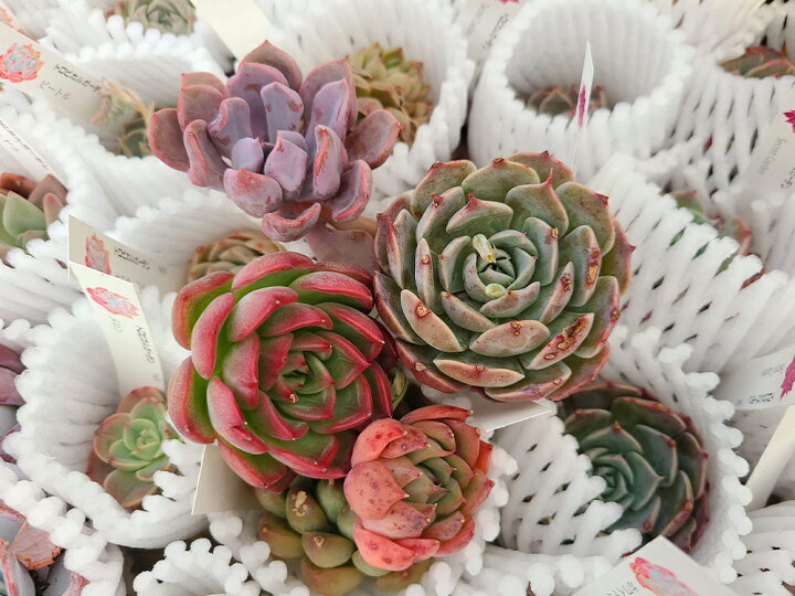 楽天市場 10 16更新 動画視聴者様限定 訳アリ わけアリ 多肉植物 エケベリア お任せ5苗 トロピカルガーデン埼玉