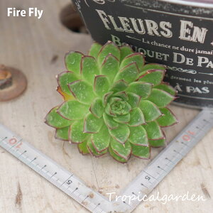 12yIׂ3czFire Fly@GPxA@A@ϗtA