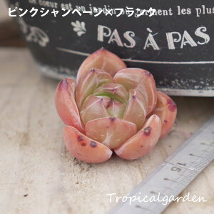 10yIׂ3czsNVy[×tN@GPxA@A@ϗtA