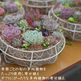 【超目玉品】季節の寄せ植え　多肉植物 おまかせ多肉アソート おしゃれ 多肉 観葉植物 インテリア 誕生日プレゼント 誕生日 プレゼント ギフト お祝い