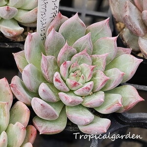 082@3+1@ς񂿂Di킨܂1c@gsJK[fIWiz@A@؍Y@ϗtA