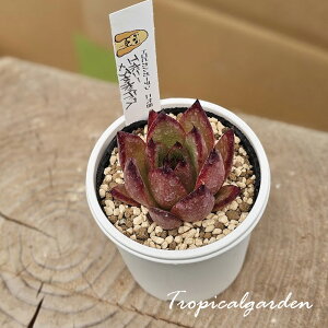 1966@3+1@RbyD@ڃIWizc@G{j[×AK{CfX@GPxA@A@ϗtA