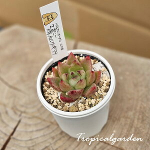 1965@3+1@RbyD@ڃIWizc@G{j[×PbZMAi@GPxA@A@ϗtA